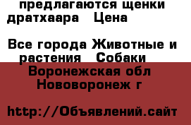 предлагаются щенки дратхаара › Цена ­ 20 000 - Все города Животные и растения » Собаки   . Воронежская обл.,Нововоронеж г.